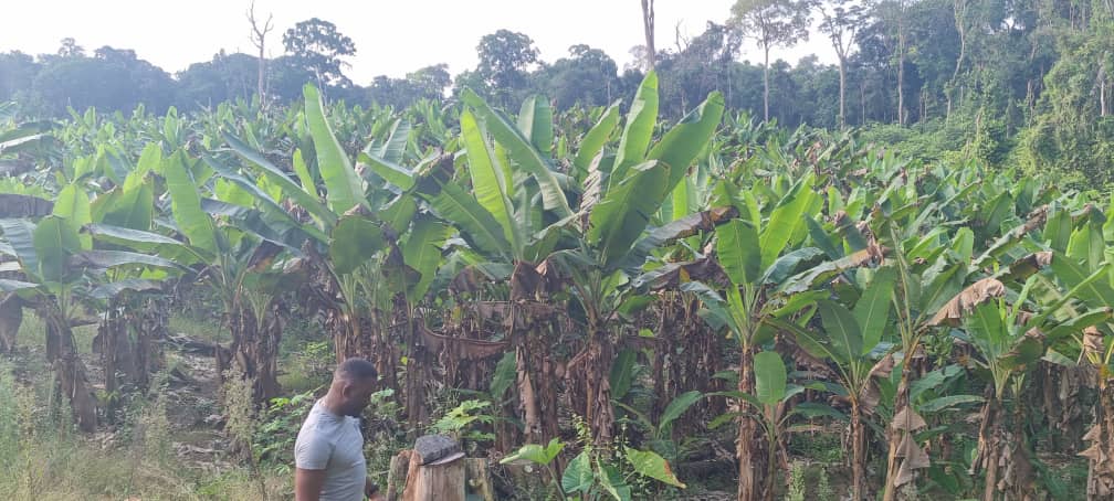 Plantation de banane plantain partenaire de KFTM Green